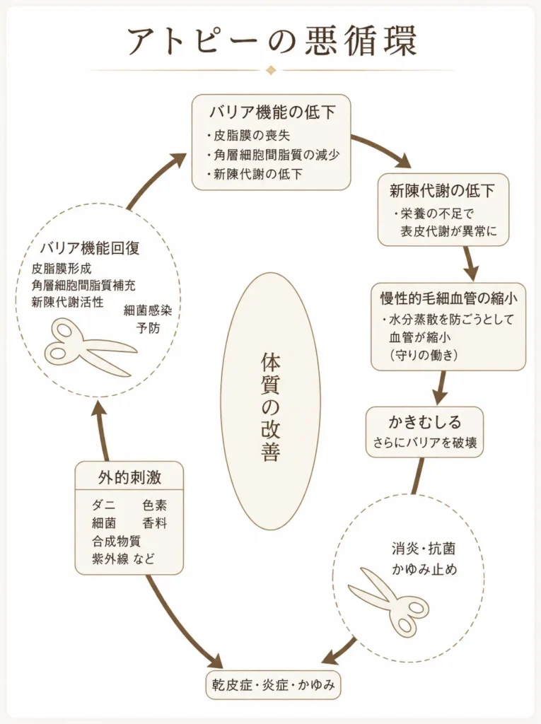 アトピーの悪循環。悪循環を断ち切り健やかな透明美肌へ。